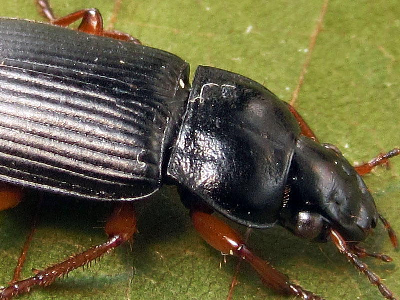 Carabidae:  Anisodactylus binotatus